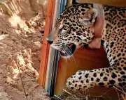 Project to reintroduce jaguars to the wild in Bolivia