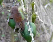 Rats Feast on Bamboo Fruits in Mizoram, Triggering Famine Fears