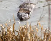 Rewilding a Lincolnshire Farm: Can Nature Be Profitable?