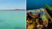 SA Coastline Closed to Protect Giant Australian Cuttlefish Breeding