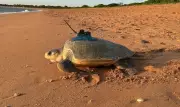 Sea Turtles Diving Through Cyclones Help Improve Forecasts