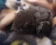 Swift nest thrown in skip during house renovations in South Tyneside
