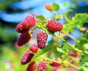 Tayberries: A Delicious Cross Between Raspberry and Blackberry