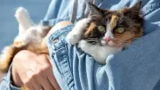 Toxoplasmosis: How Dangerous Is the Brain Parasite Really?