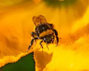 UK Environment Department Broke Law Over Bee-Killing Pesticide