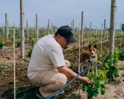 Ukrainian Winemakers Keep Vines and Hope Alive on the Frontline