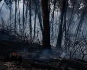 Wildfire Forces 1,500 Evacuations in Southern Spain Amid Heatwave