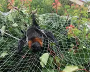 Wildlife Entanglements: Thousands of Native Animals Trapped Annually in NSW